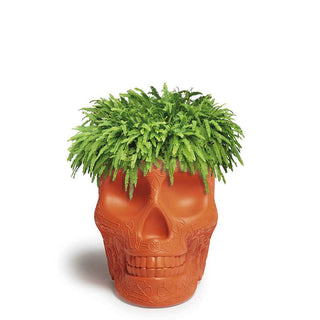 Qeeboo Mexico planter and champagne cooler in the shape of a skull - Buy now on ShopDecor - Discover the best products by QEEBOO design