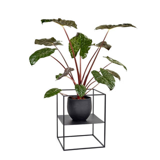 Serax Display plant rack black h. 60 cm. - Buy now on ShopDecor - Discover the best products by SERAX design